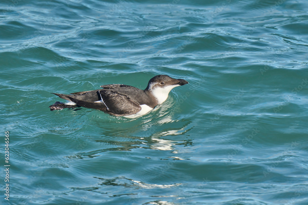 Young razorbill swimming in the mediterranean sea Young razorbill swimming in the mediterranean sea