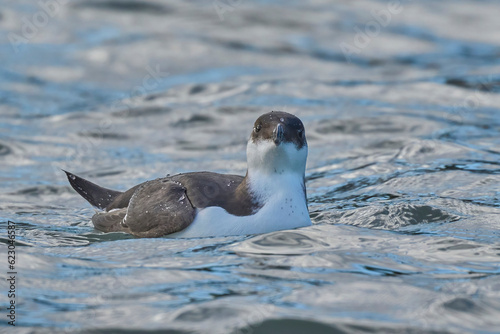 Young razorbill swimming in the mediterranean sea