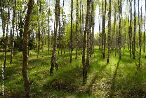 Fototapeta Naklejka Na Ścianę i Meble -  Światło w lesie brzozowym