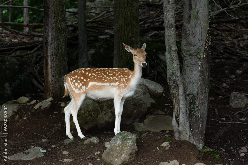 Pretty young white-tailed doe standing in the shade in woods during a summer morning Pretty young white-tailed doe standing in the shade in woods during a summer morning