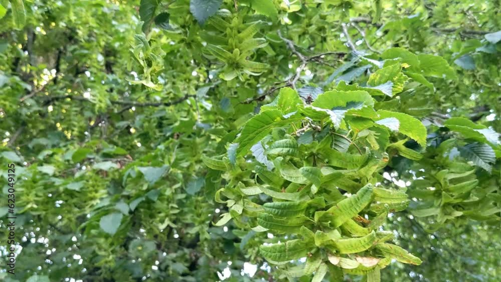 Carpinus betulus, the European or common hornbeam Carpinus betulus, the European or common hornbeam