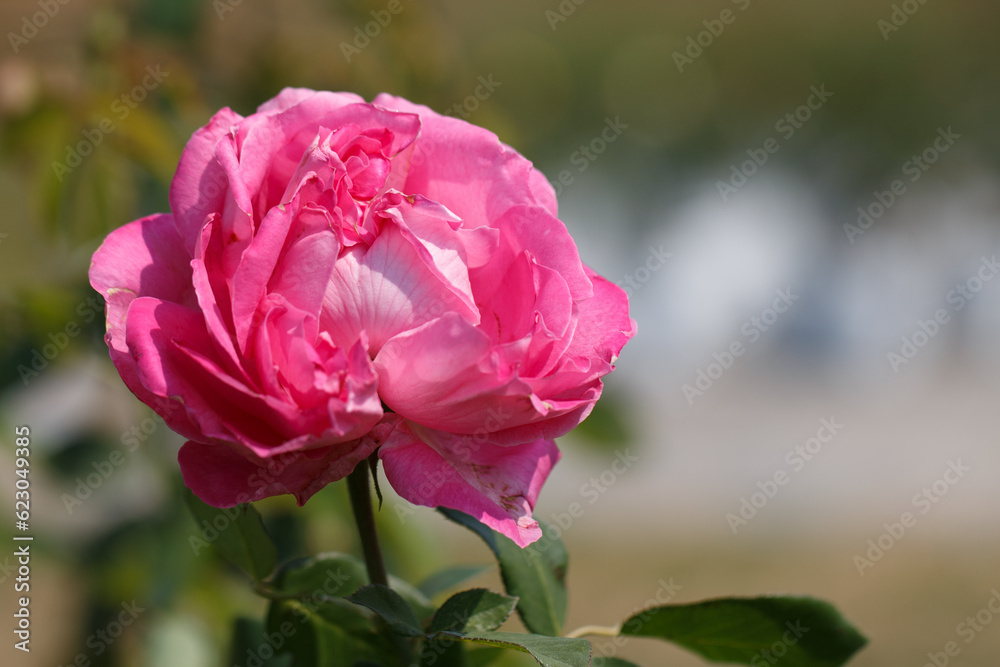 A Pink rose blooming in a natural garden