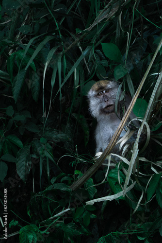 singe macaque dans la foret et jungle de Borneo dans leur milieu sauvage. mancés d'extinction à cause de la deforestation, Borneo, Malaise photo