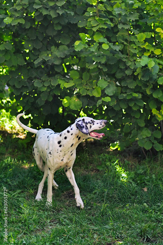 Dog in garden