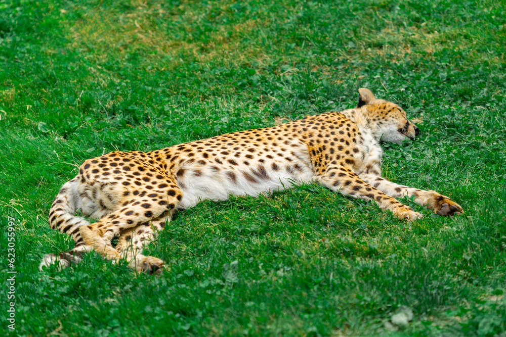 Fototapeta premium Lazy Cheetah Lounging on Grass Peacefully Sleeping