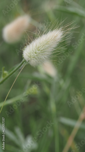 lagurus