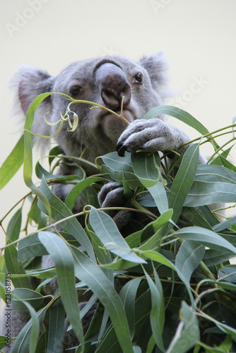 Canvas Print koala in a zoo at schonbrunn in vienna (austria)