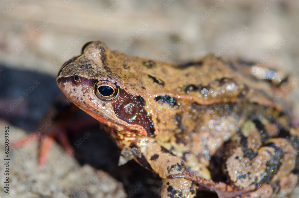 The common frog or grass frog (Rana temporaria) The common frog or grass frog (Rana temporaria)