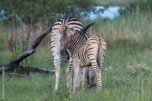 Zebra foal with mother