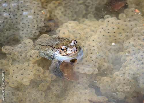 The common frog or grass frog (Rana temporaria) and frog eggs.