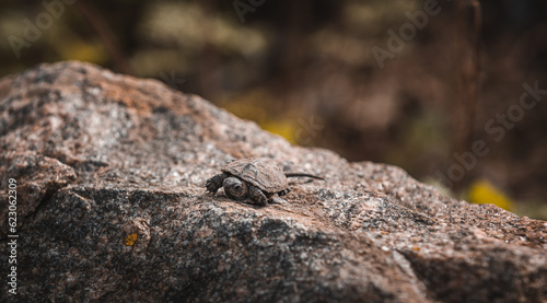 Ukraine, summer, a small turtle sits on a stone, a small turtle close-up