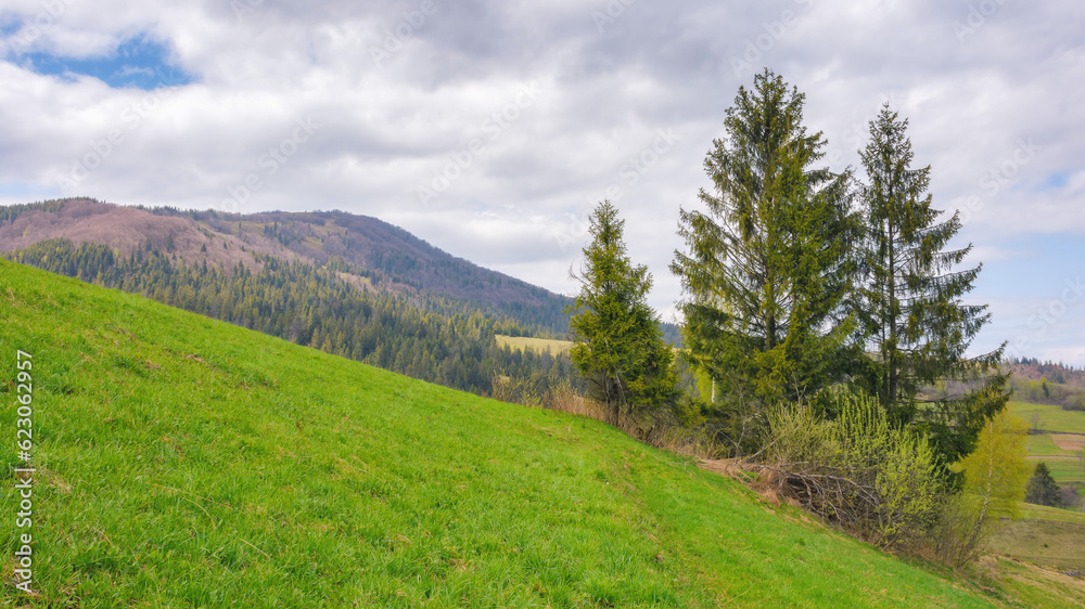 nature scenery with coniferous tree. summer landscape in mountains. adventure and recreation in carpathians, ukraine nature scenery with coniferous tree. summer landscape in mountains. adventure and recreation in carpathians, ukraine