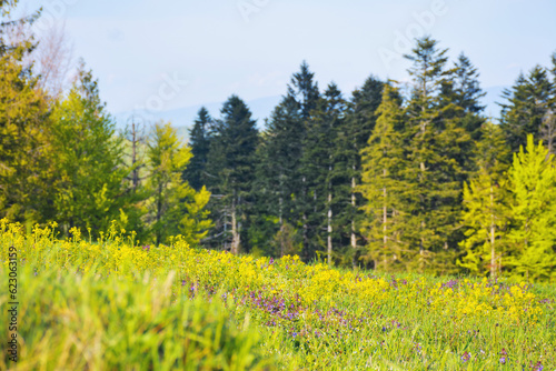 wide grass glade in the woodland on a sunny day. scenery in ukrainian carpathians
