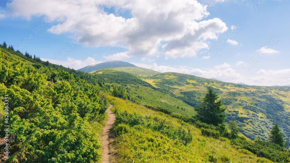 Obraz premium trail through the hills and meadows. alpine scenery of ukrainian carpathians. popular travel destination to the petros mountain in summer