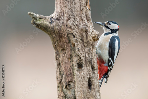 Great spotted woodpecker (Dendrocopos major) in the wild