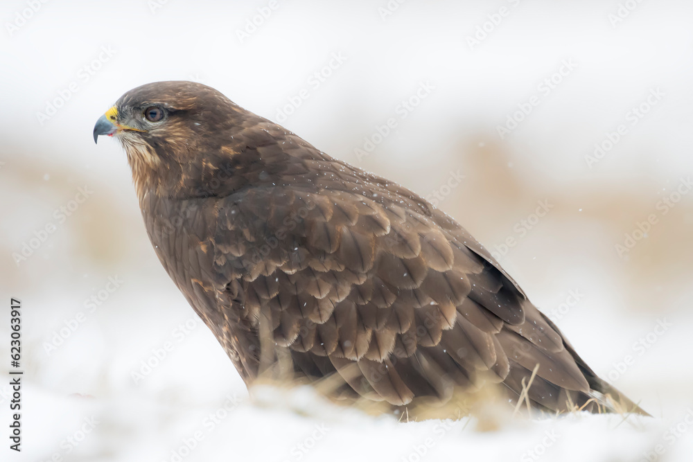 Common buzzard (Buteo buteo) in the wild Common buzzard (Buteo buteo) in the wild