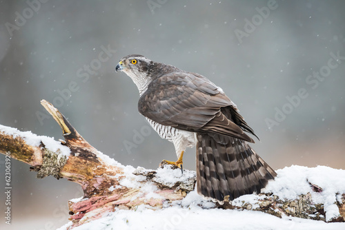 Photos Northern goshawk (Accipiter gentilis) in the wild