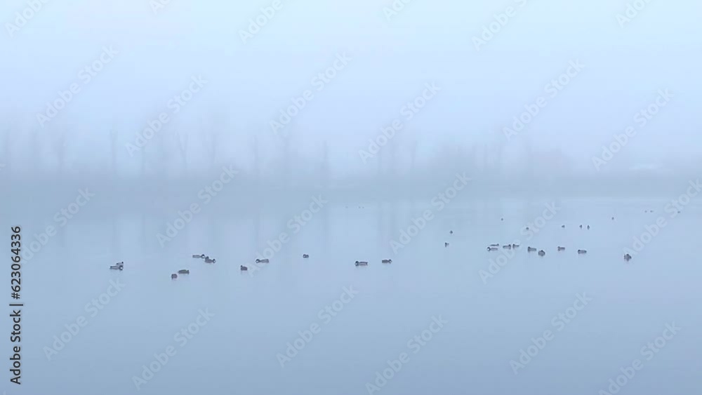 Flock of wild ducks in fog. Mystical lake. Birds swim on calm water Flock of wild ducks in fog. Mystical lake. Birds swim on calm water