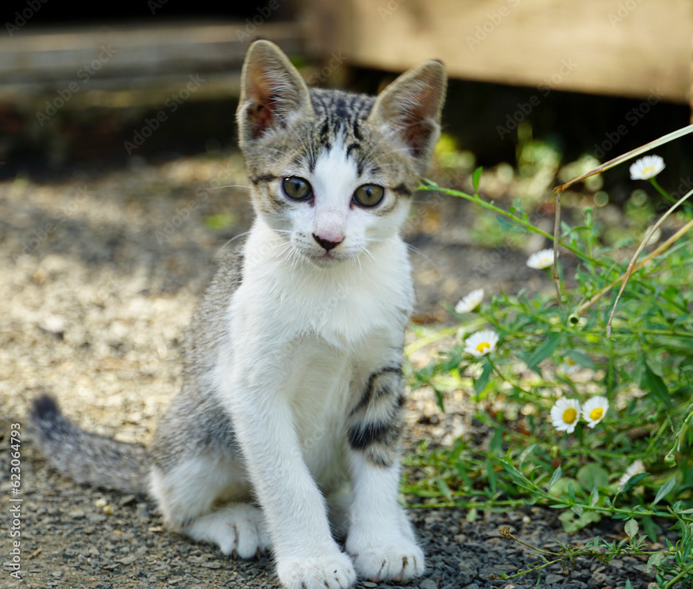 Cute cat is sitting in the garden in the morning