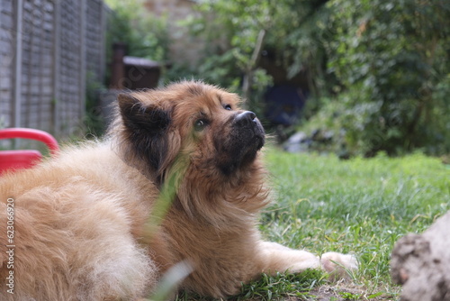 Eurasier dog close up in the garden