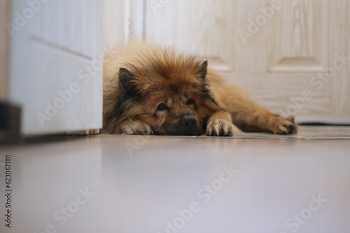 eurasier dog in laying down in front of a white door on a wooden floor