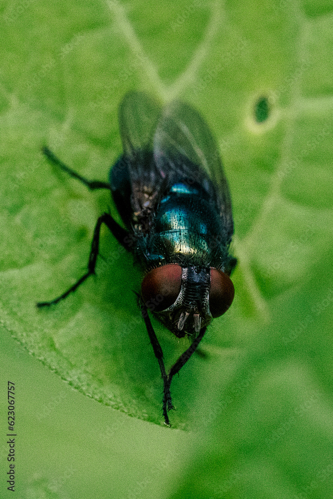 Up close fly on leaf Up close fly on leaf