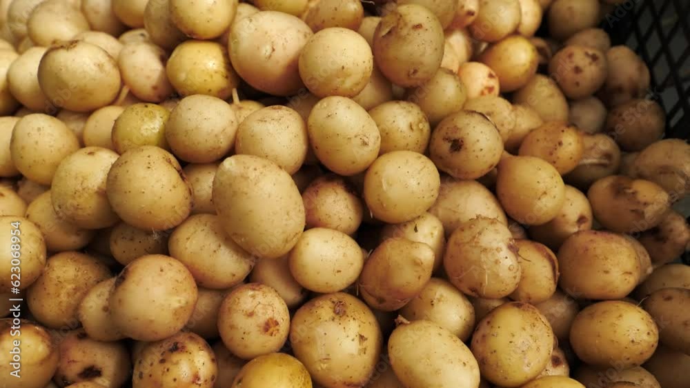 White young potatoes close-up, slow motion. Potato seed, seed potatoes White young potatoes close-up, slow motion. Potato seed, seed potatoes