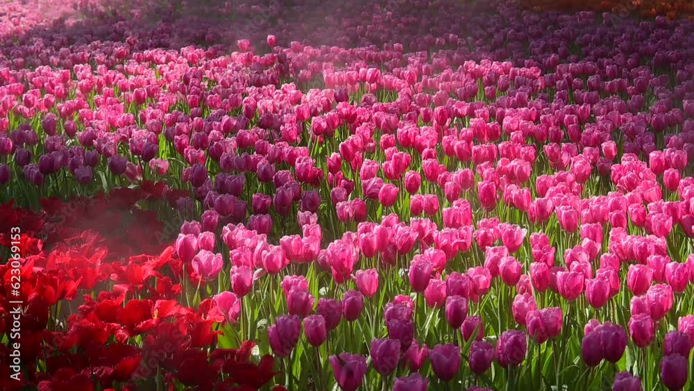 pink tulip flower blooming in the garden, beautiful slow motion scenery pink tulip flower blooming in the garden, beautiful slow motion scenery