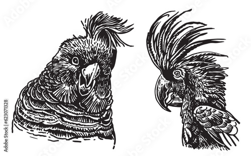 Graphical set of  parrots isolated on white,vector element of bird.Ink pen parrots,ornithology