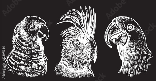Graphical set of  parrots isolated on black,vector engraved elements of bird.Ink pen parrots