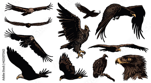Grapical color  set of vultures and eagles isolated on white background, vector illustration .Birds