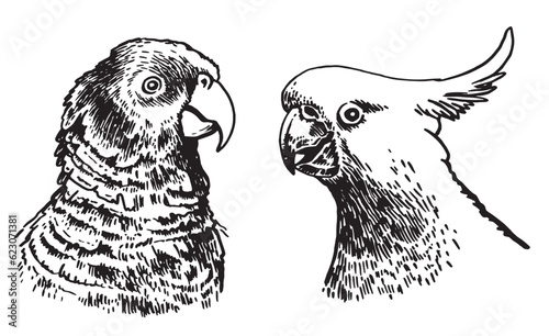 Graphical set of  parrots isolated on white,vector element of bird.Ink pen parrots,ornithology