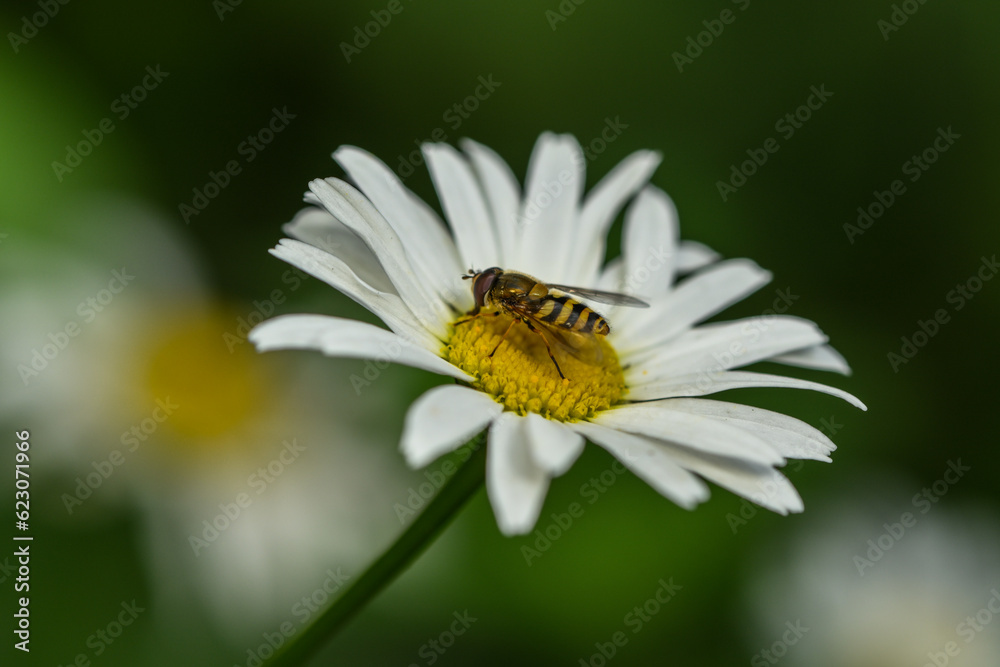 Fototapeta premium Bee