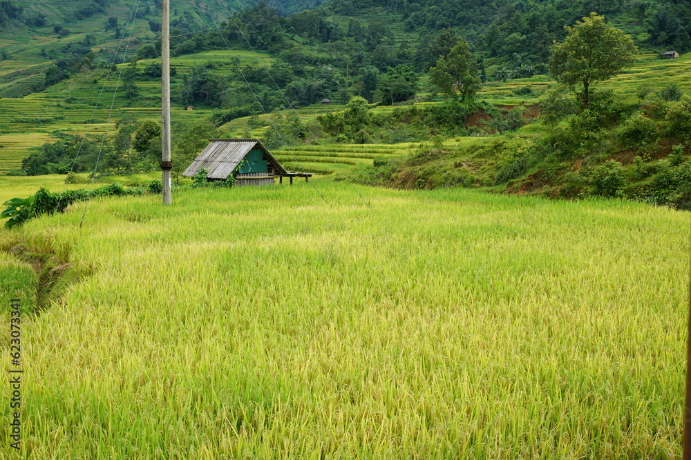 rice field is about to ripen
