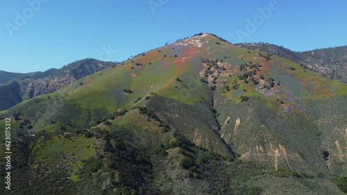 Spectacular Wildflower Bloom on Grass Mountain, Santa Ynez Valley, Santa Barbara County photo