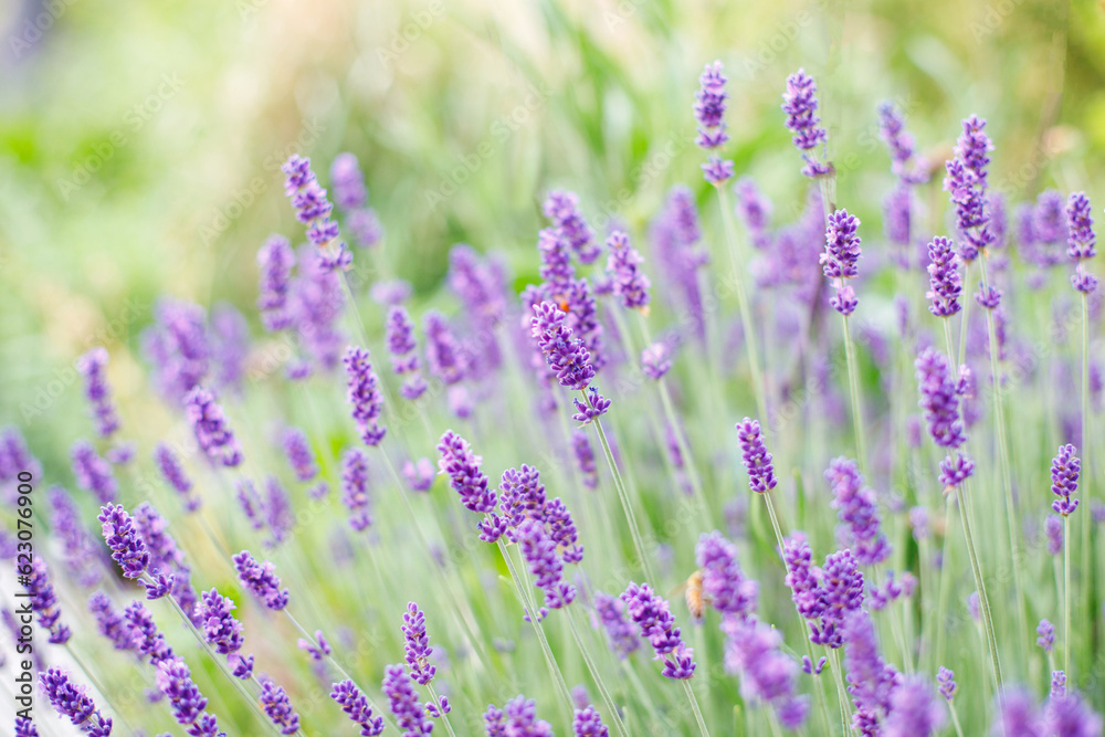 lavender bloom in summer close-up.