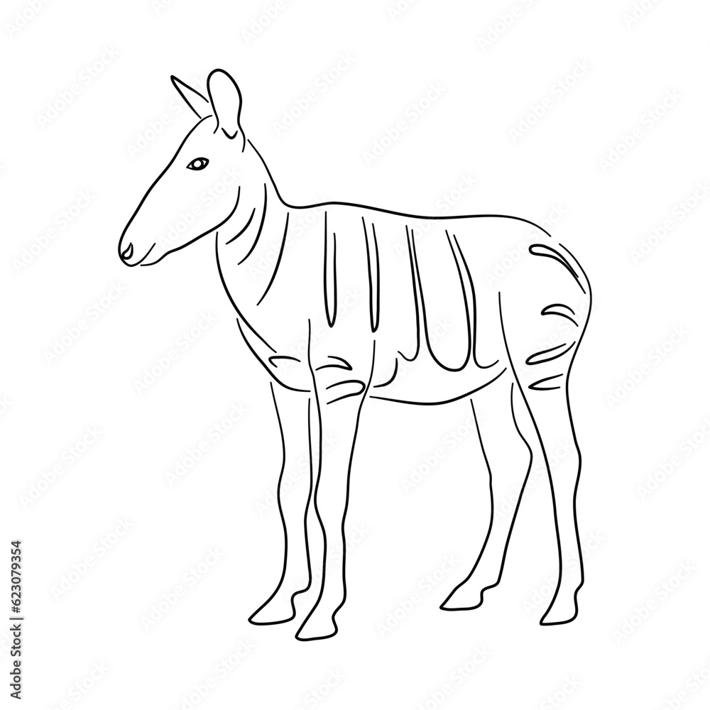 Obraz premium Okapi illustration in doodle style. Vector isolated on a white background.