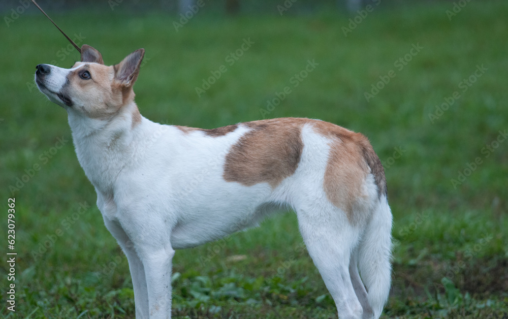 Canaan Dog full body view in profile standing in a dog show ring Canaan Dog full body view in profile standing in a dog show ring