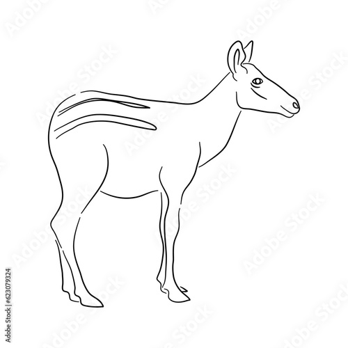 Sketch drawing of a Okapi isolated on a white background. Vector illustration.