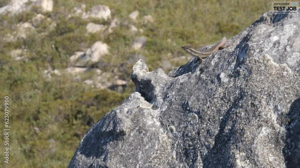 Australian mountain range on coast. Mount Barren in Fitzgerald River National Park. Lizards on rock 4K. Australian mountain range on coast. Mount Barren in Fitzgerald River National Park. Lizards on rock 4K.