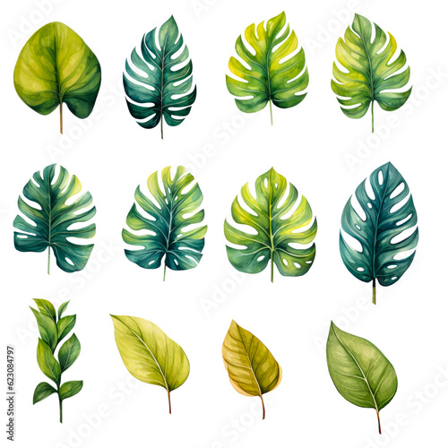 Watercolor set of realistic tropical leafs. Illustration of monstera, caladium alocasia and palm leafsisolated on white background. Beautiful botanical hand painted floral elements.