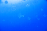 jellyfish in ocean. blurry aquarium with jellyfish. underwater animal life. aquatic sea jelly wildlife. marine animal in seabed deep undersea. jelly fish has tentacle. fluorescent glowing medusa