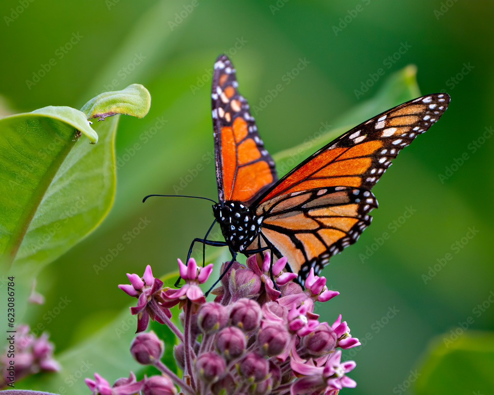 Fototapeta premium Butterfly Photo and Image. Monarch Butterfly sipping or drinking nectar from a milkweed plant with a blur green background in its environment.