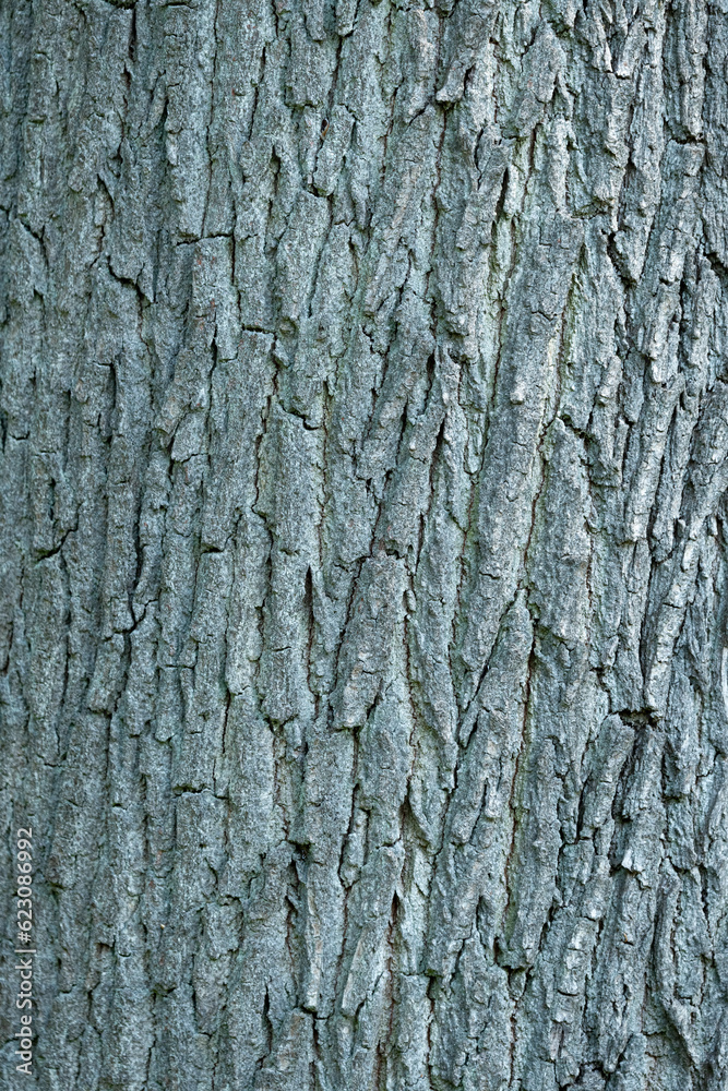 Bark of an oak tree with texture and pattern, natural rough background with copy space for text Bark of an oak tree with texture and pattern, natural rough background with copy space for text