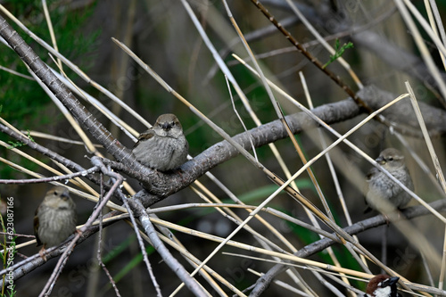 Spanish Sparrows // Weidensperlinge (Passer hispaniolensis) - Evros Delta, Greece