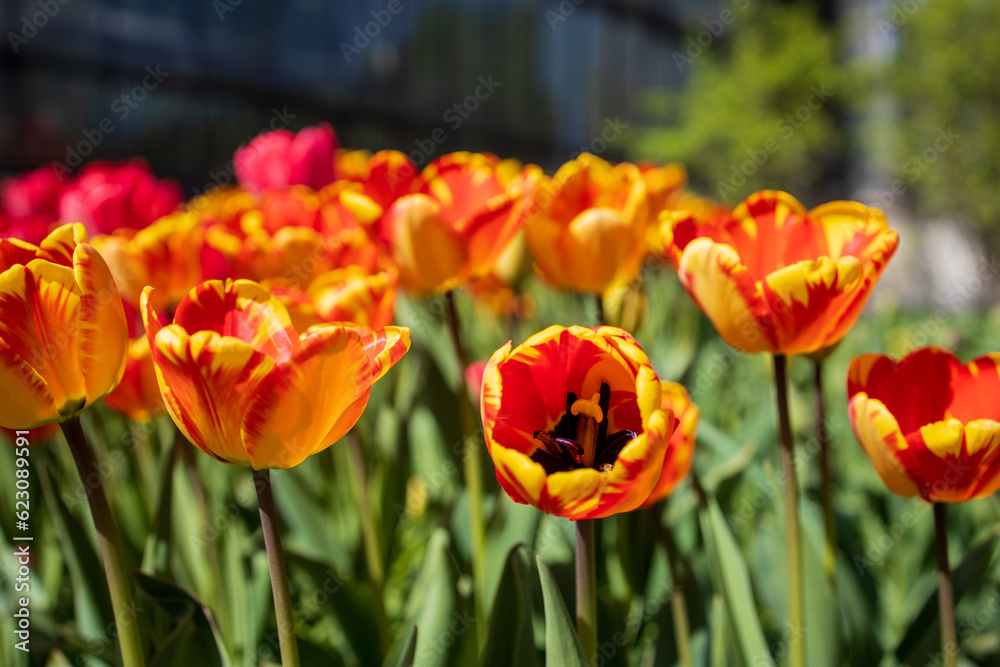 Wild flowers in the park