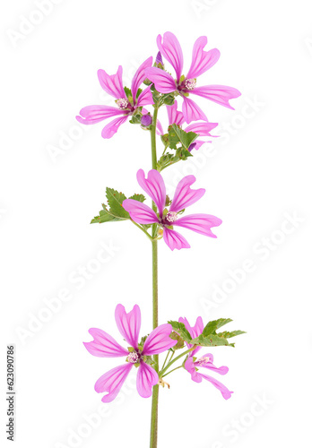 Konstfotografi Common mallow isolated on white background, Malva sylvestris