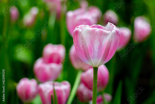 Pink poppy flowers in summer. Opium poppy field