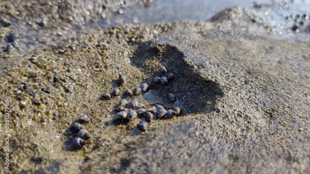 small sea creatures and shells that move, sea water texture background, conch conch small sea creatures and shells that move, sea water texture background, conch conch