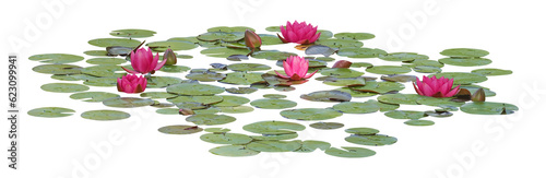 Water lily or Lotus flower, PNG, isolated on transparent background